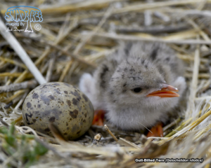 2017-05-17 Nesting Season At The Saltworks