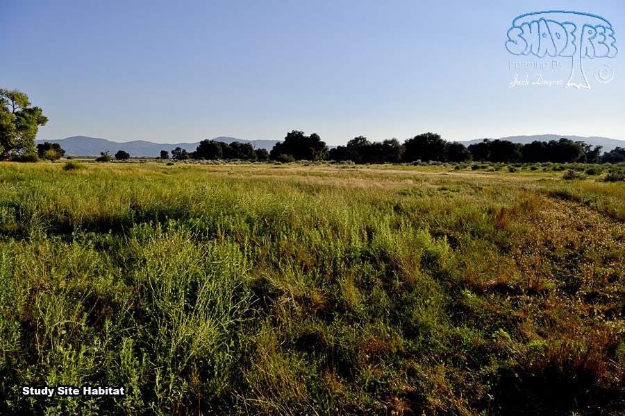 Study Site Habitat