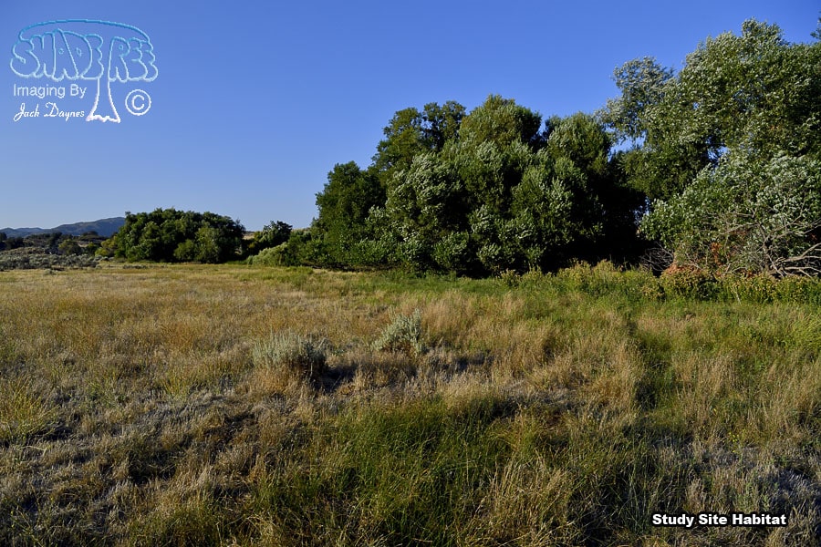 Study Site Habitat
