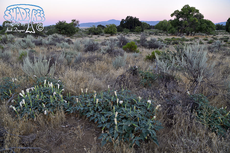 Study Site Habitat