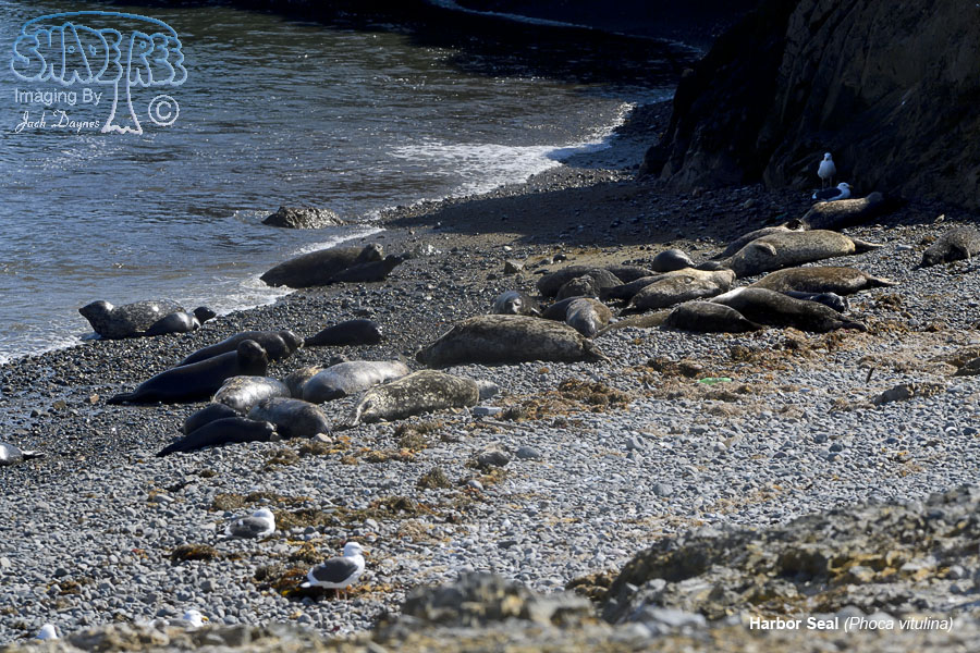 Harbor Seal - Phoca vitulina