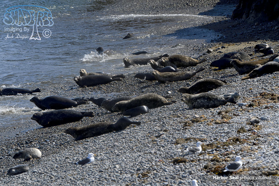 Harbor Seal - Phoca vitulina