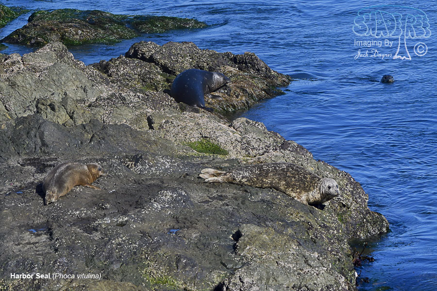 Harbor Seal - Phoca vitulina