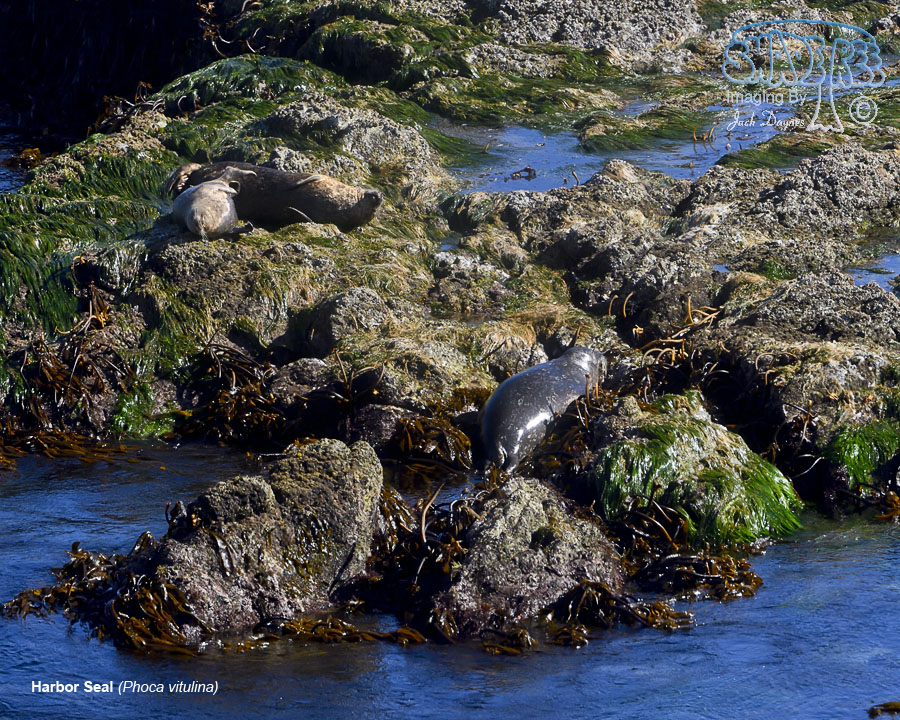 Harbor Seal - Phoca vitulina