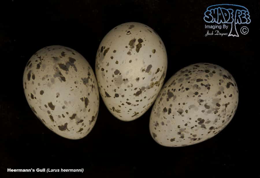 Heermann's Gull - Larus heermanni