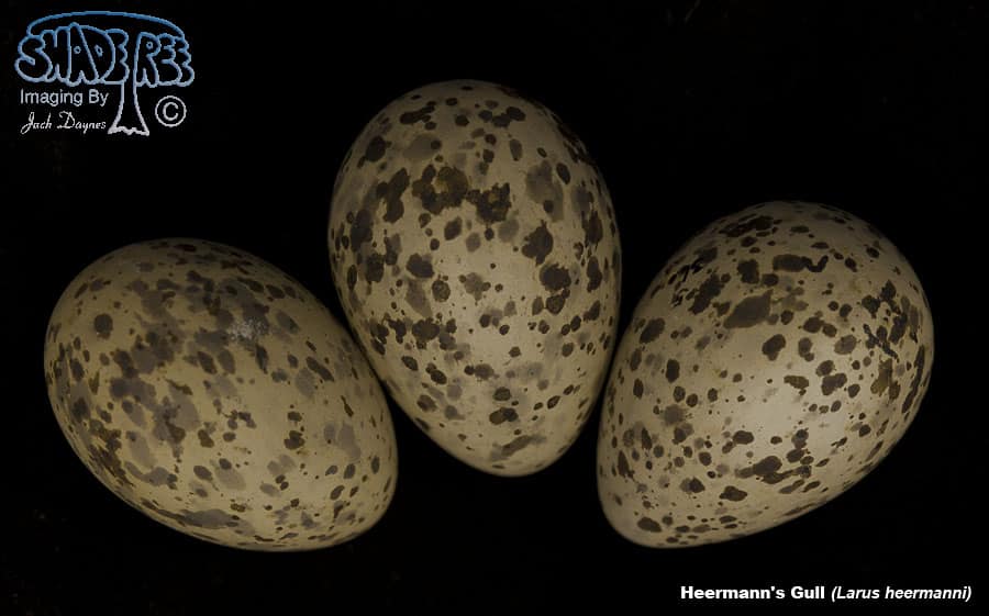 Heermann's Gull - Larus heermanni