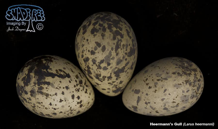 Heermann's Gull - Larus heermanni