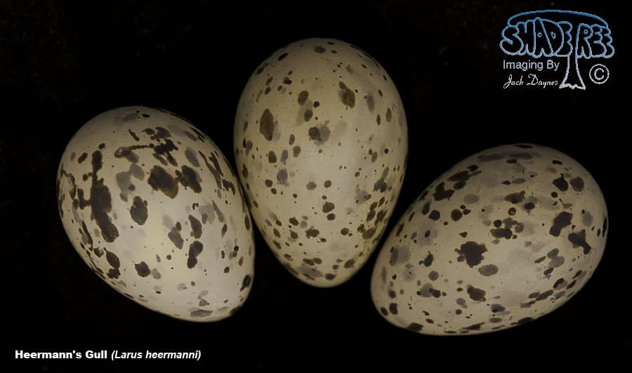 Heermann's Gull - Larus heermanni