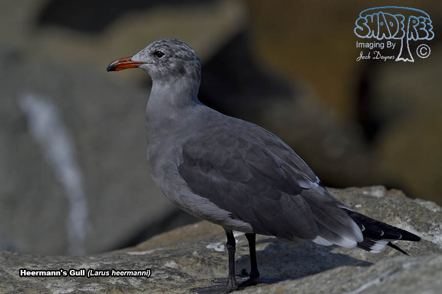 Heermann's Gull - Larus heermanni