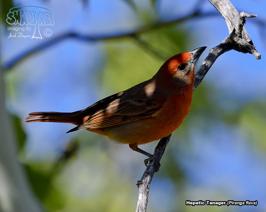 Hepatic Tanager - Piranga flava