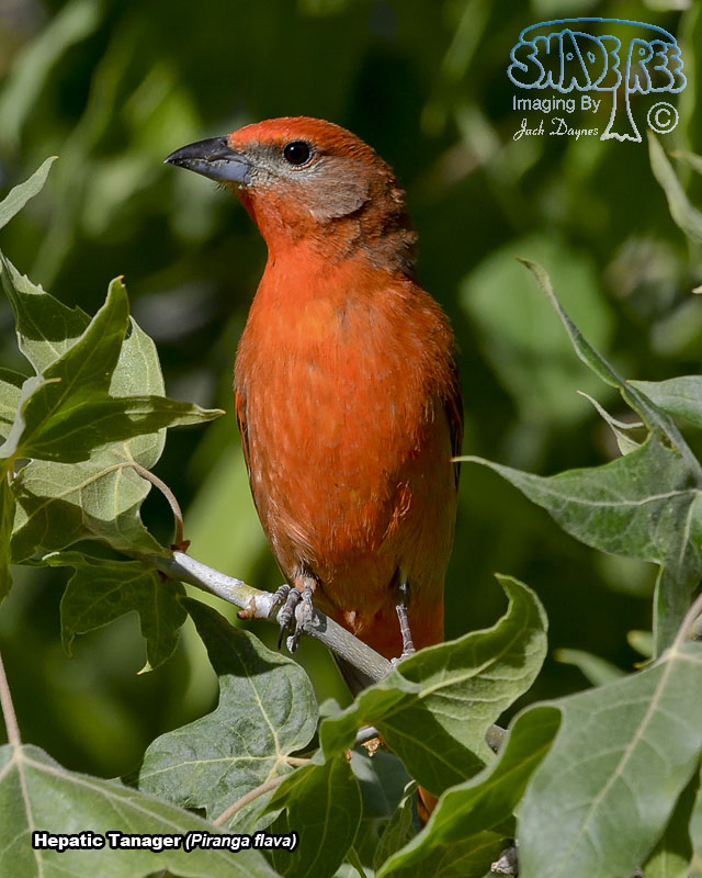 Hepatic Tanager - Piranga flava