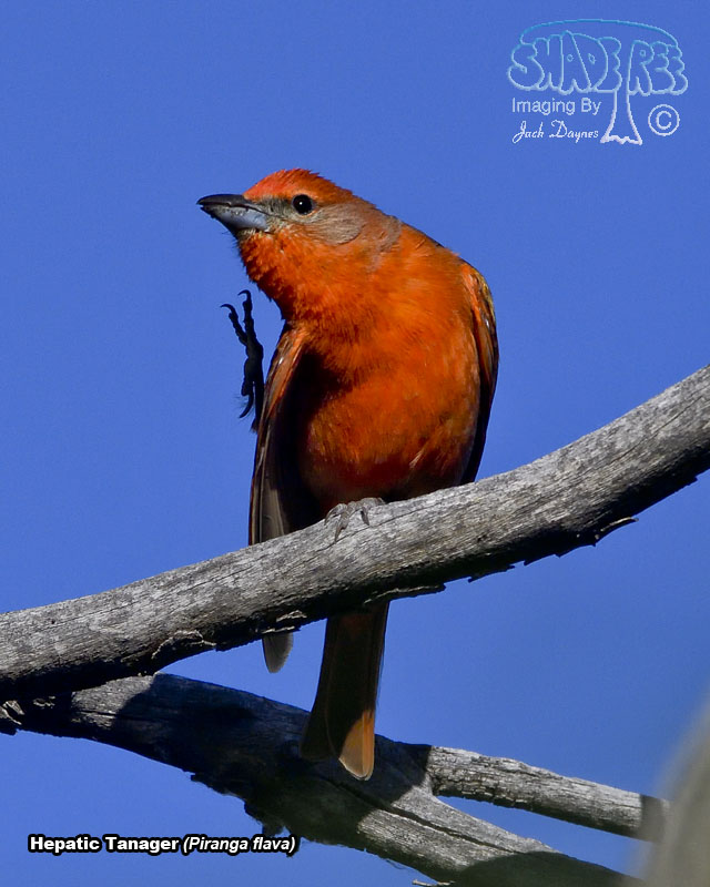 Hepatic Tanager - Piranga flava