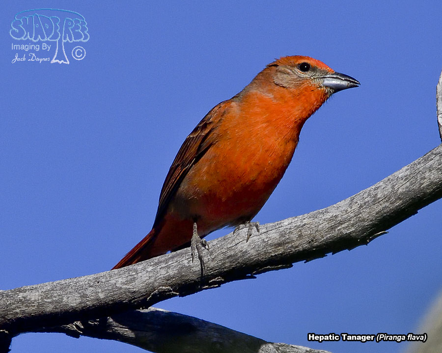 Hepatic Tanager - Piranga flava