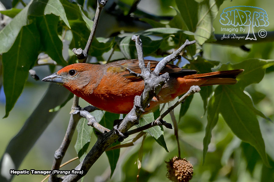Hepatic Tanager - Piranga flava
