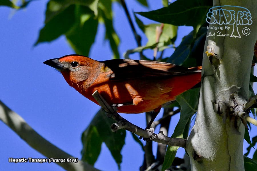 Hepatic Tanager - Piranga flava