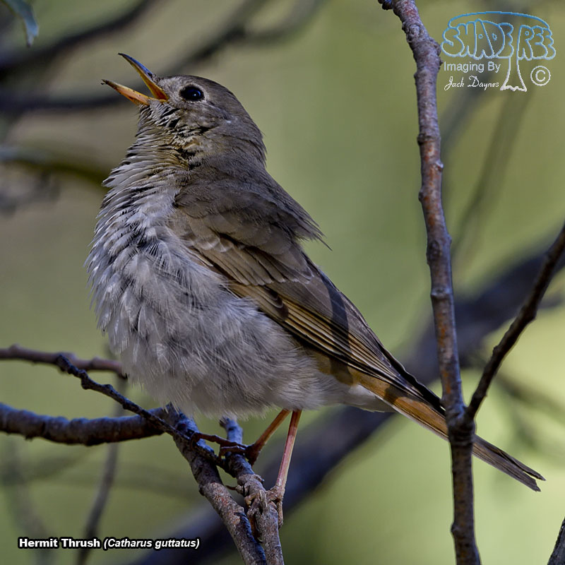 Hermit Thrush - Catharus guttatus