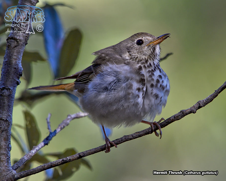Hermit Thrush - Catharus guttatus