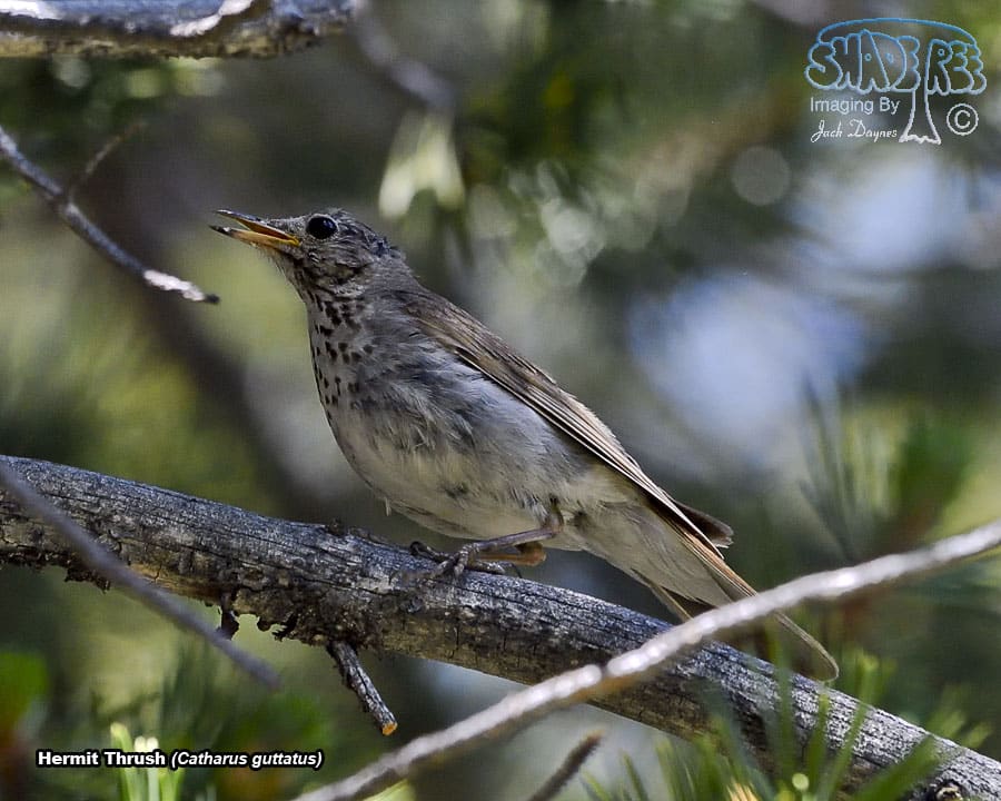 Hermit Thrush - Catharus guttatus