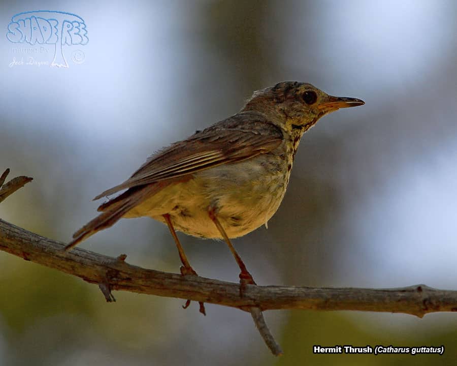 Hermit Thrush - Catharus guttatus