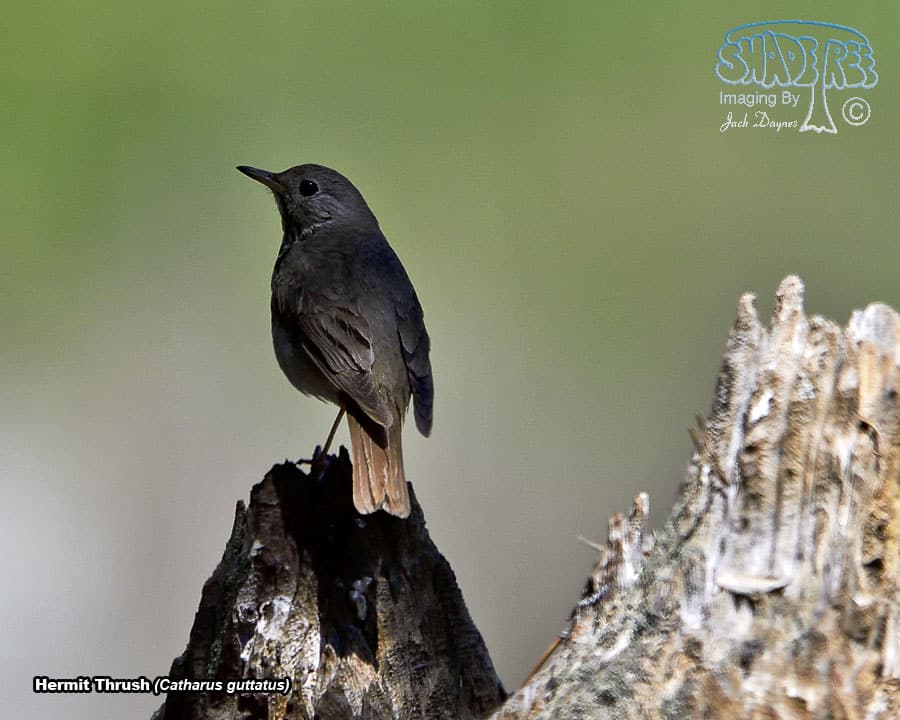Hermit Thrush - Catharus guttatus