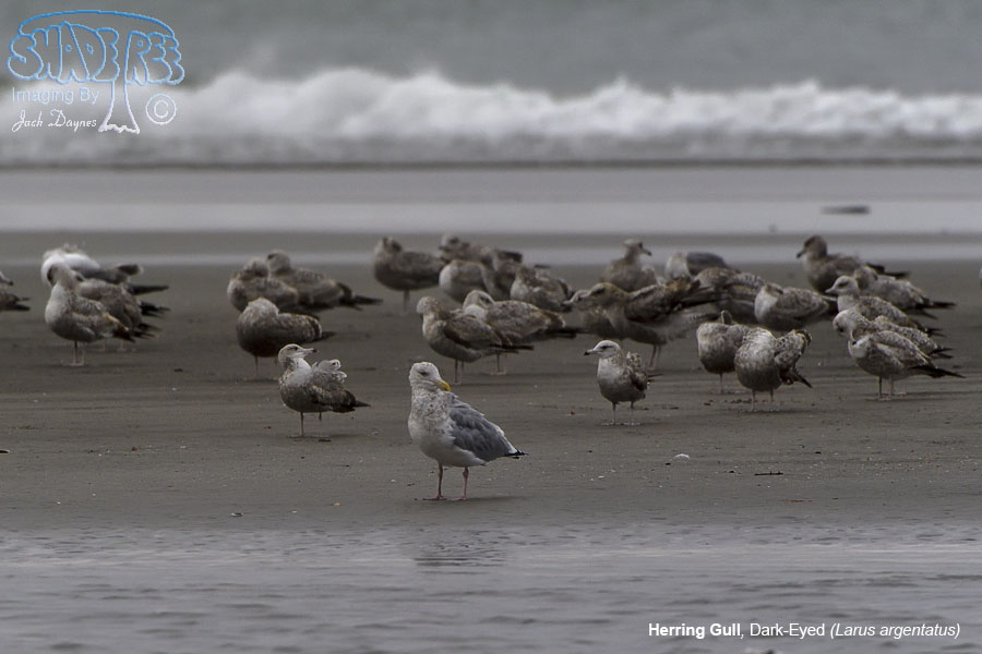 Herring Gull - Larus argentatus