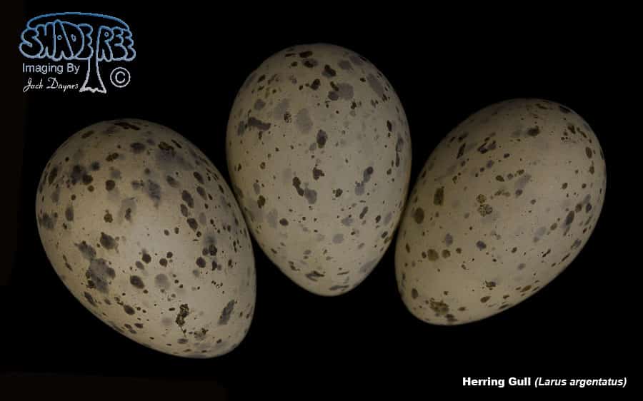 Herring Gull - Larus argentatus