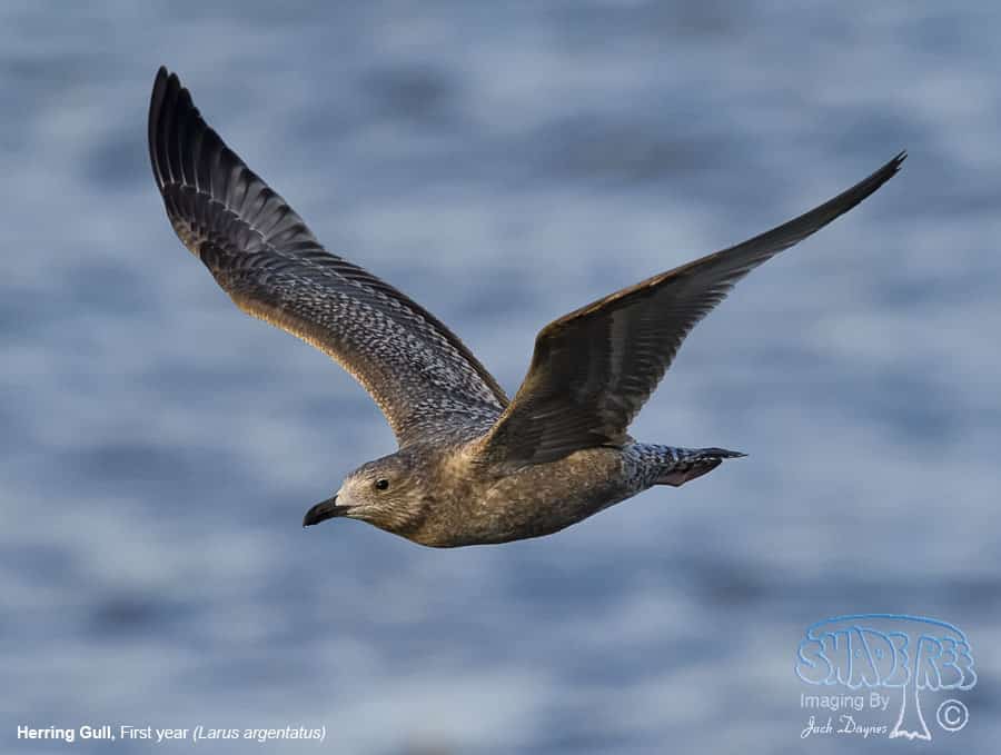Herring Gull - Larus argentatus