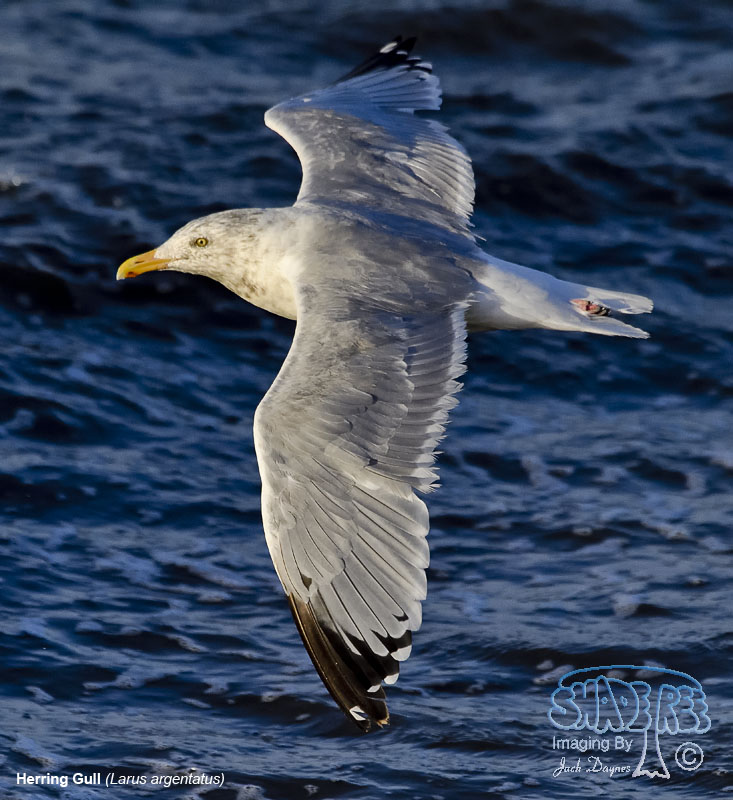 Herring Gull - Larus argentatus