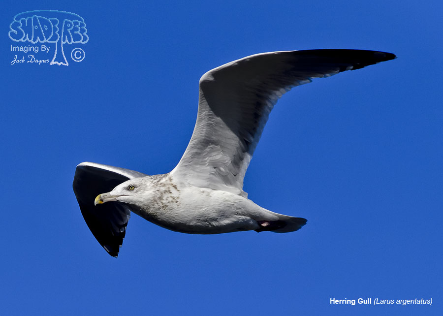 Herring Gull - Larus argentatus