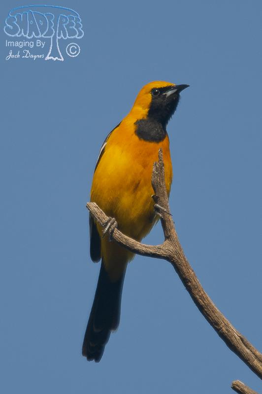 Hooded Oriole - Icterus cucullatus