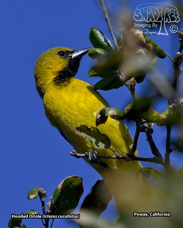Hooded Oriole - Icterus cucullatus