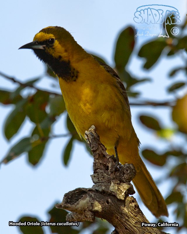 Hooded Oriole - Icterus cucullatus