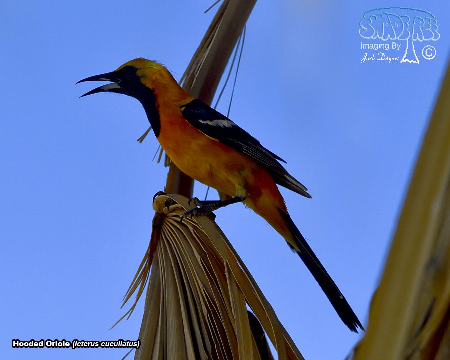 Hooded Oriole - Icterus cucullatus