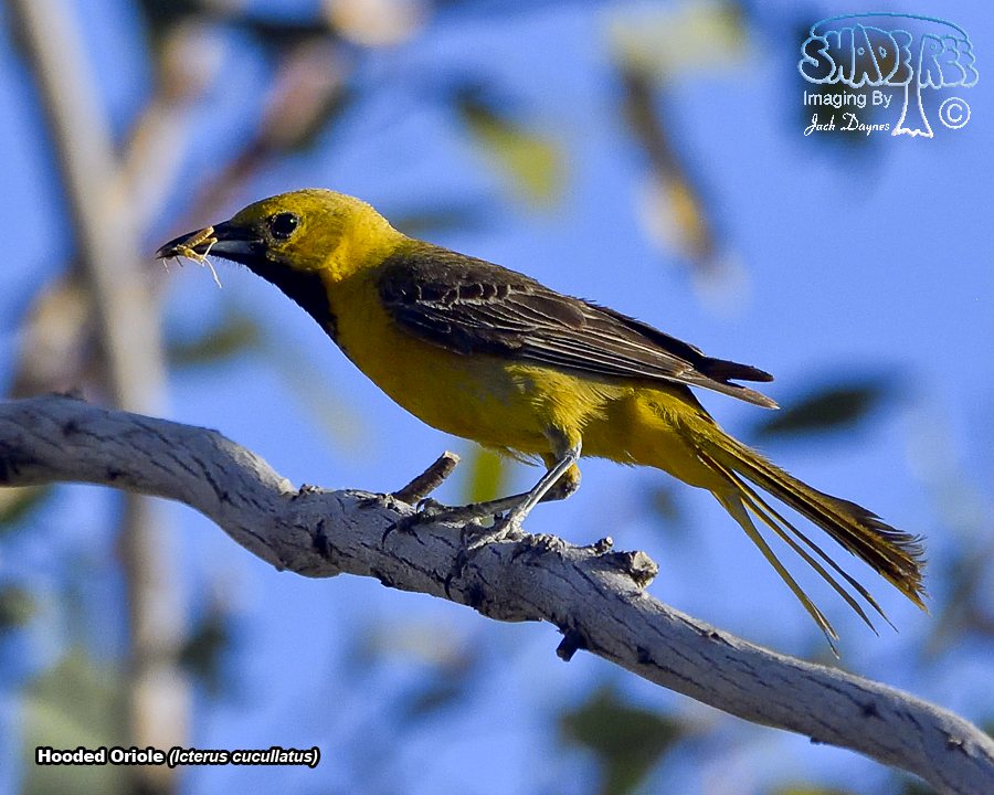 Hooded Oriole - Icterus cucullatus