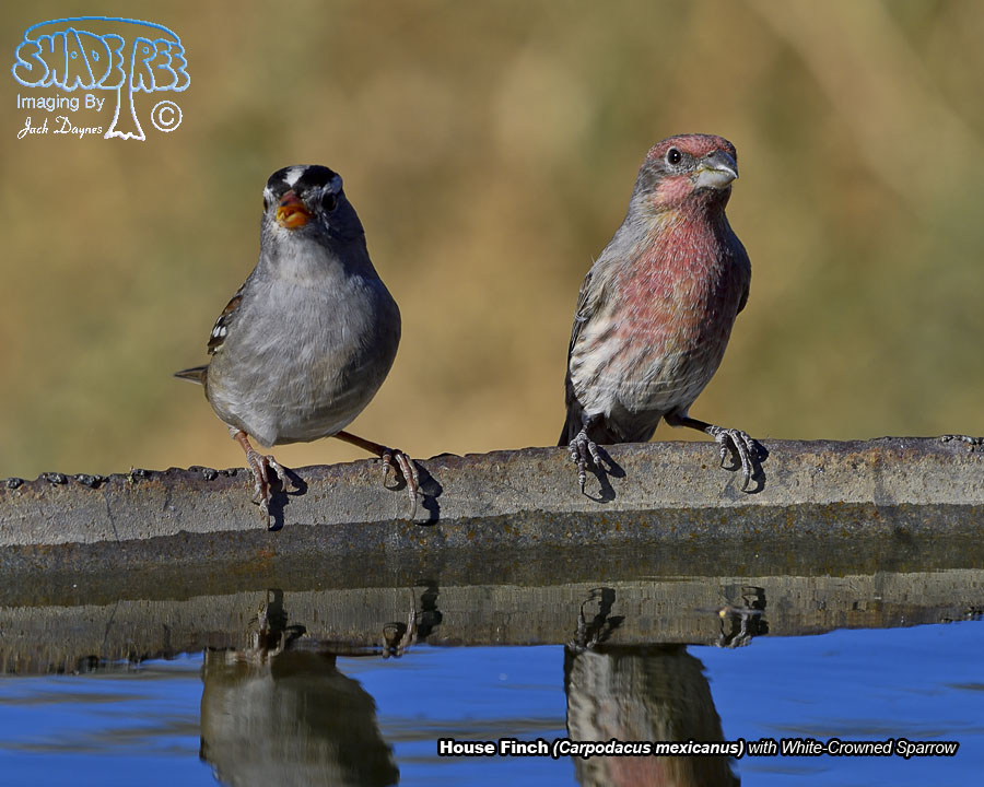 House Finch - Haemorhous mexicanus