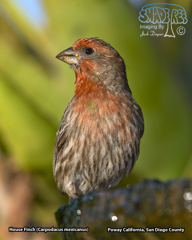 House Finch - Haemorhous mexicanus