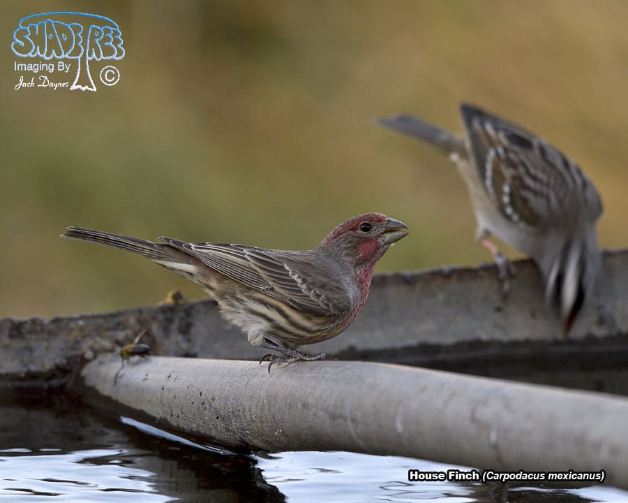 House Finch - Carpodacus mexicanus