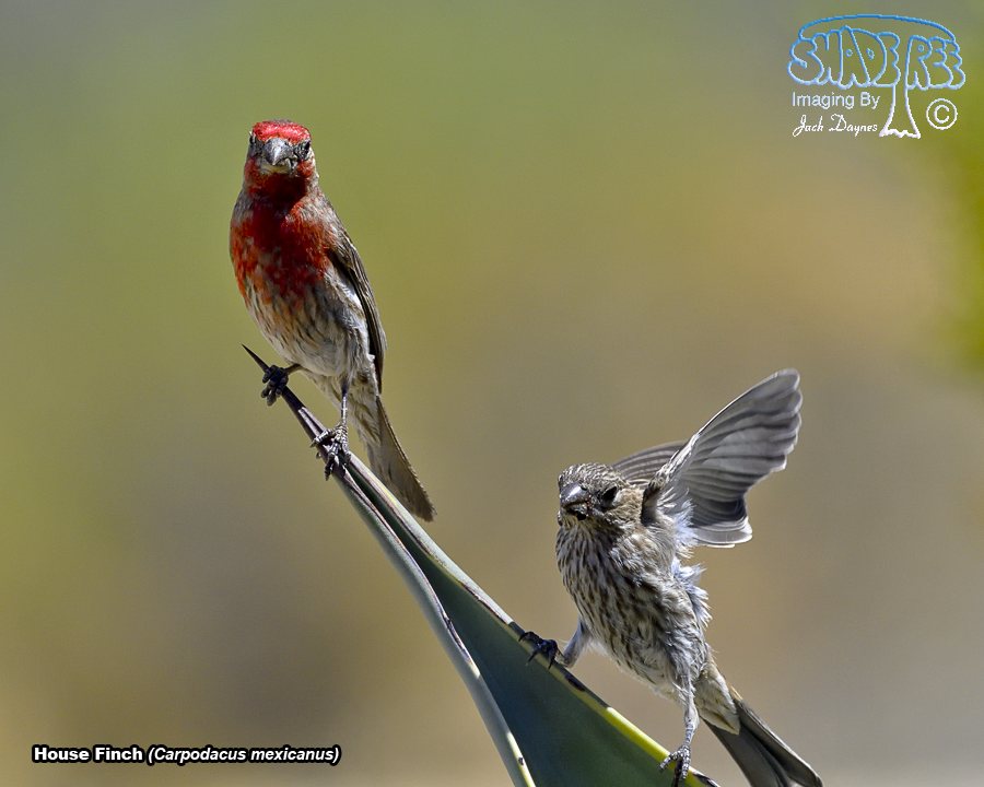 House Finch - Haemorhous mexicanus