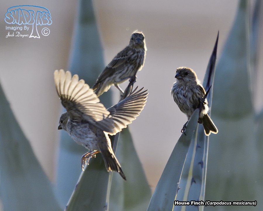 House Finch - Haemorhous mexicanus