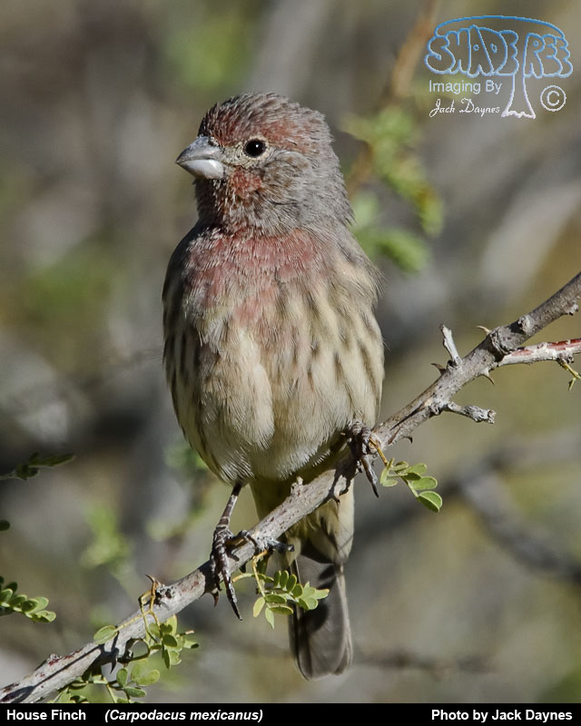 House Finch - Haemorhous mexicanus