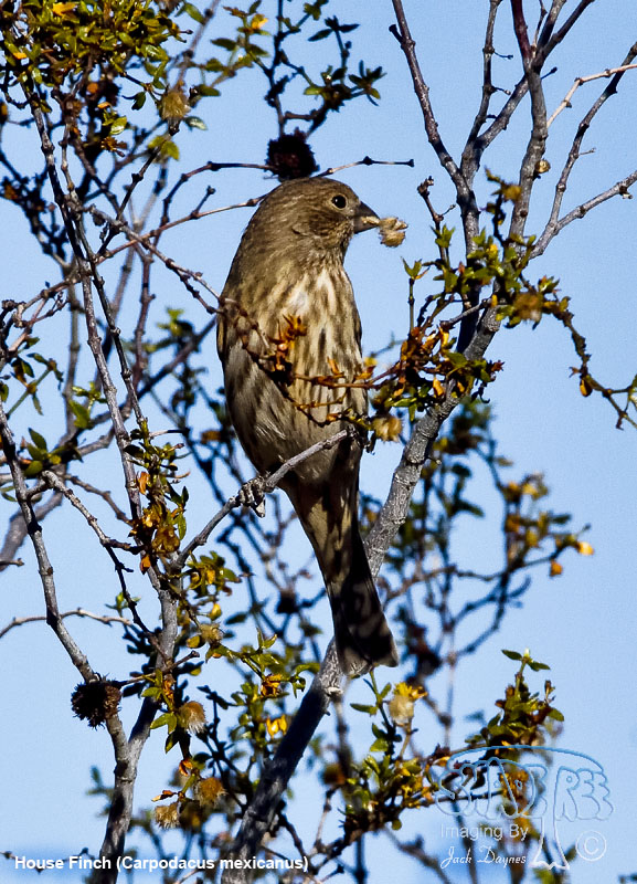 House Finch - Haemorhous mexicanus