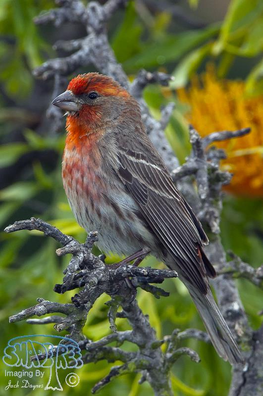 House Finch - Haemorhous mexicanus