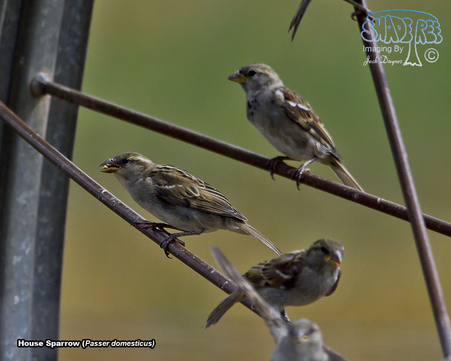 House Sparrow - Passer domesticus