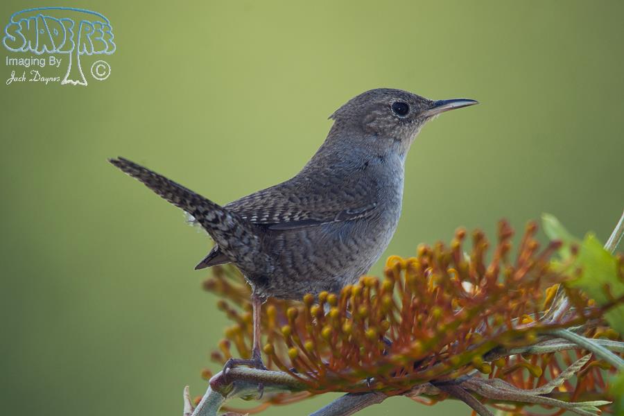 House Wren - Troglodytes aedon