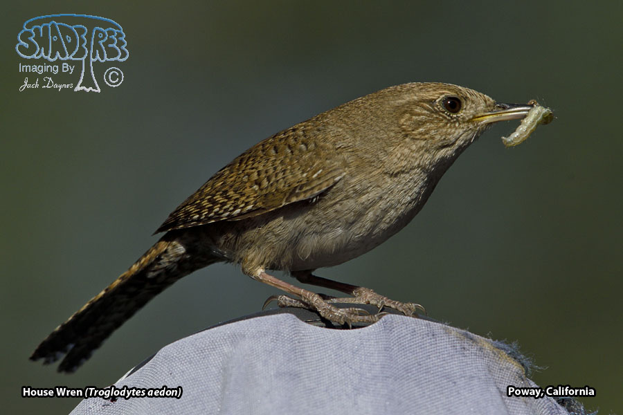 House Wren - Troglodytes aedon
