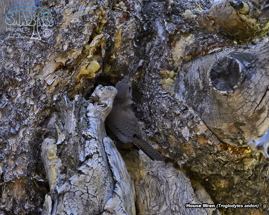 House Wren - Troglodytes aedon