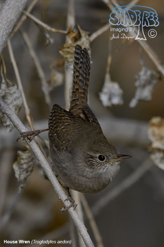 House Wren - Troglodytes aedon