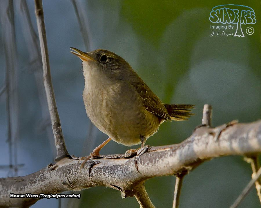 House Wren - Troglodytes aedon