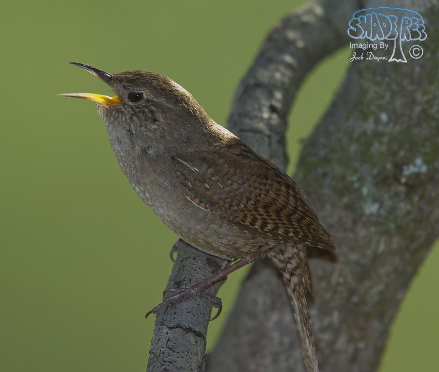 House Wren - Troglodytes aedon
