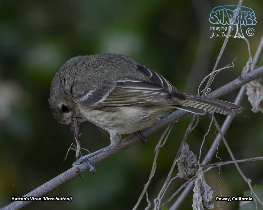 Hutton's Vireo - Vireo huttoni